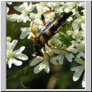 Strangalia attenuata - Bockkaefer 03.jpg